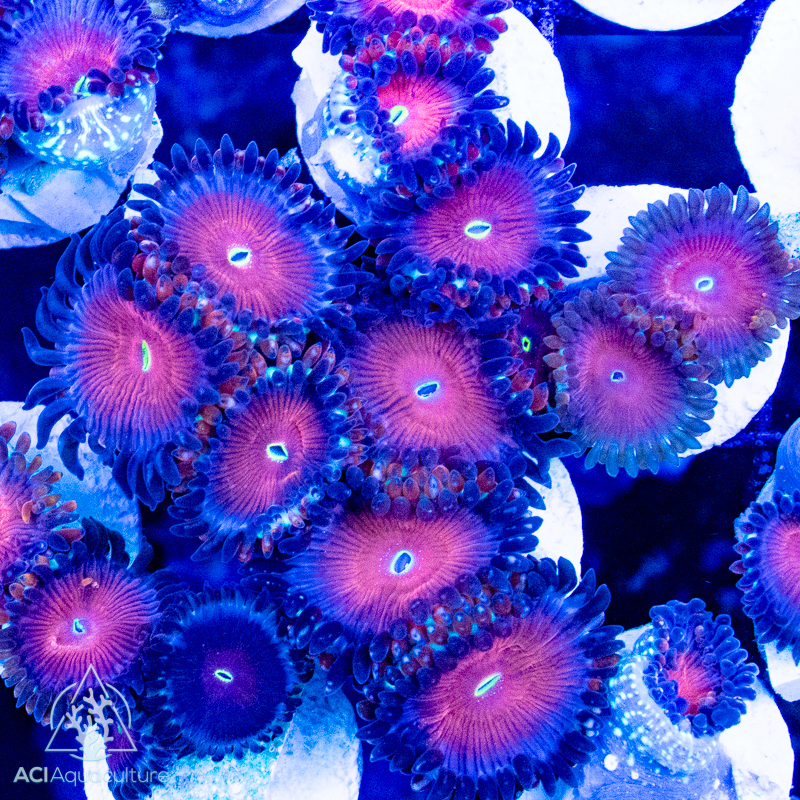 ACI Zoanthid Fruit Loops