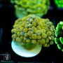 F paraancora - Gold/Orange branching hammer - Ultra Grade (Indo Pacific)