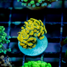 F paraancora - Gold/Orange branching hammer - Ultra Grade (Indo Pacific)