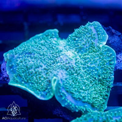 Amplexidiscus sp - NEON Green Giant Cup Mushroom XL