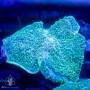 Amplexidiscus sp - NEON Green Giant Cup Mushroom XL