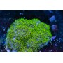 Pachyclavularia sp - Star Polyps NEON Green (Indo-Pacific) S/M