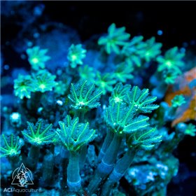 Clauvularia Sp - Green NEON Clove (Indo-Pacific) M
