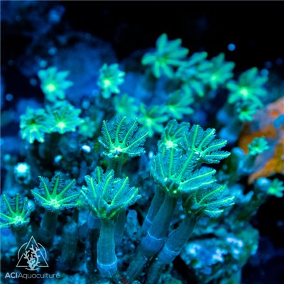 Clauvularia Sp - Green NEON Clove (Indo-Pacific) M