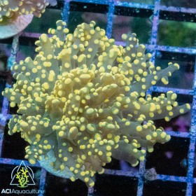 Euphyllia yaeyamaensis -Orange Octospawn Euphyllia yaeyamaensis -Orange Octospawn