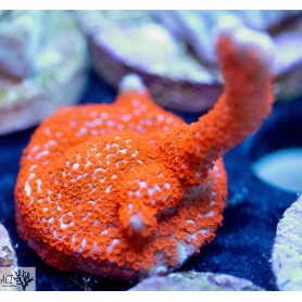 ACI Bubblegum Digi Montipora (Frag to Order)