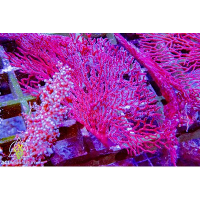 Gorgonian - Sea Fan - Red M