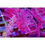 Gorgonian - Sea Fan - Red M