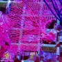 Gorgonian - Sea Fan - Red M