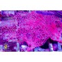 Gorgonian - Sea Fan - Red M