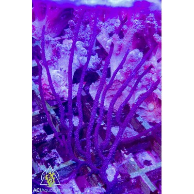 Gorgonian - Purple Sea Whip