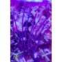 Gorgonian - Purple Sea Whip
