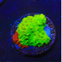 ACI Nuclear Fusion Grafted Montipora