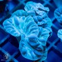 Nemenzophyllia - Fox Coral (L)