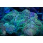 Rhodactis - Green NEON Hairy (Indo-Pacific) L