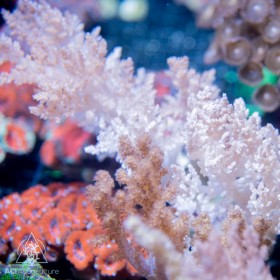 Litophyton sp.  - Broccoli Tree (M/L)