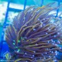 Euphyllia glabrescens - Hellfire