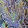 Euphyllia glabrescens - Hellfire