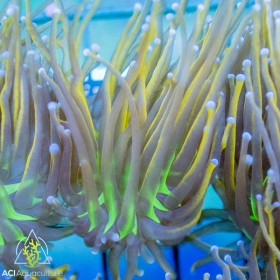Euphyllia glabrescens - Hellfire