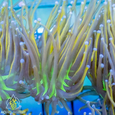 Euphyllia glabrescens - Hellfire