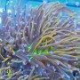 Euphyllia glabrescens - Hellfire