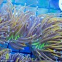 Euphyllia glabrescens - Hellfire