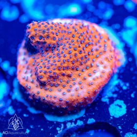 ACI Mystic Sunset Montipora