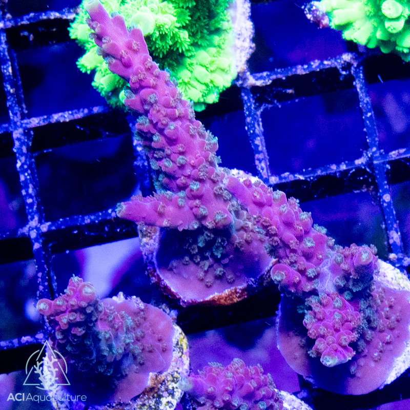 ACI Bubble Bath Unicorn Acropora (Frag to order)
