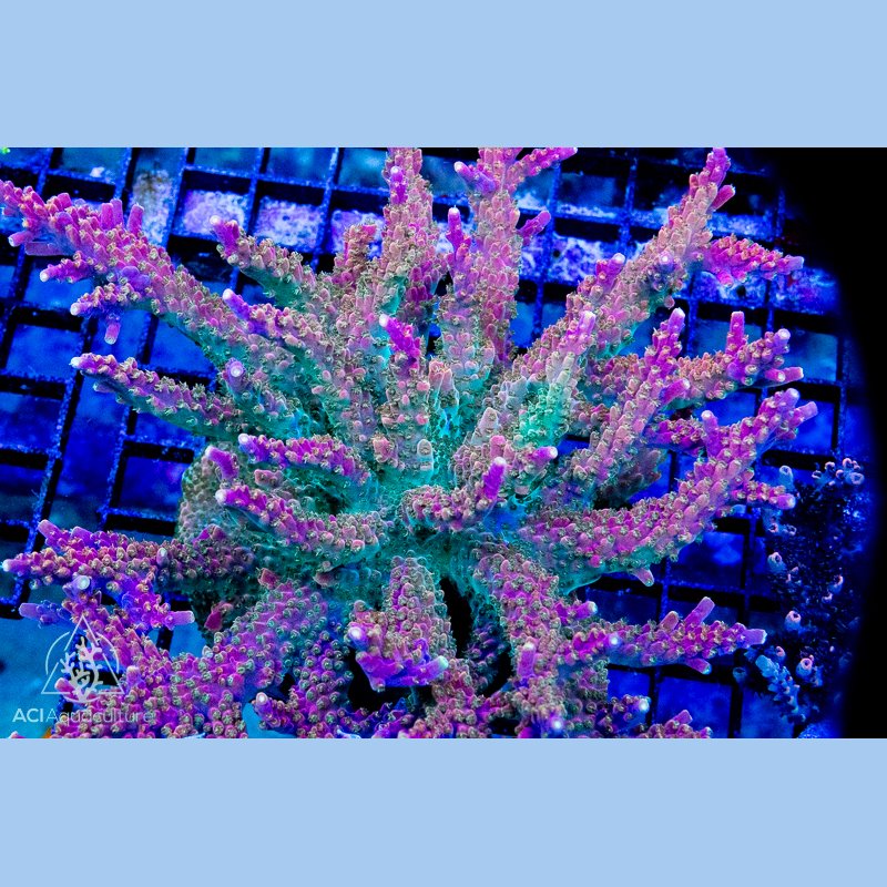 ACI Bubble Bath Unicorn Acropora (Frag to order)