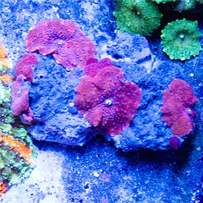 Discosoma - Mushroom Rock Red w Blue Spots  (Indo-Pacific) M