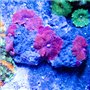 Discosoma - Mushroom Rock Red w Blue Spots  (Indo-Pacific) M