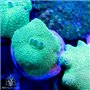 Rhodactis - Elephant Ear Green Neon (S)