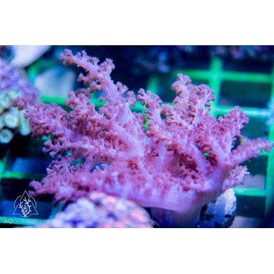 Klyxum sp - Colt Coral (Indo-Pacific) XL