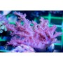 Klyxum sp - Colt Coral (Indo-Pacific) XL