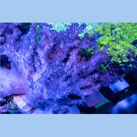 Klyxum sp - Colt Coral (Indo-Pacific) M/L Klyxum sp - Colt Coral (Indo-Pacific) M/L