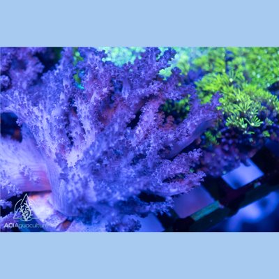 Klyxum sp - Colt Coral (Indo-Pacific) M/L