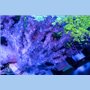 Klyxum sp - Colt Coral (Indo-Pacific) M/L