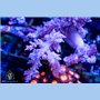 Litophyton sp.  - Broccoli Tree (S/M)