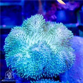 Sarcophyton - Curly Toadstool Green Polyps (M) Sarcophyton - Curly Toadstool Green Polyps (M)