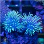 Sarcophyton - Metallic Green Long Polyp Toadstool (Indo-Pacific) S/M