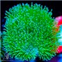 Sarcophyton - Green Long Polyp Toadstool (Indo-Pacific) S/M