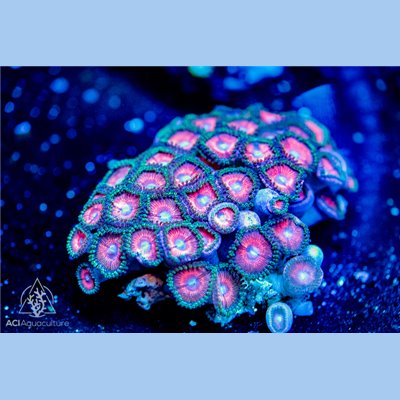 Zoanthid spp. Ultra (Indo-Pacific) S