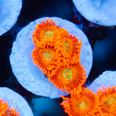 ACI Lorax Zoanthid (multi-polyp) Limit 3