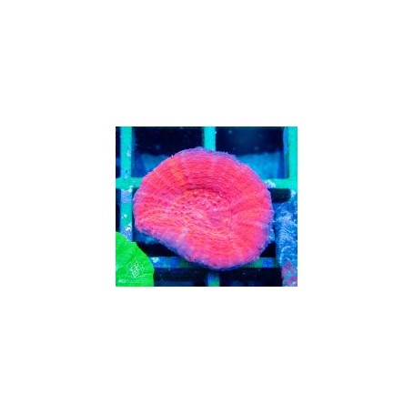 Homophyllia australis - A Grade