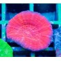 Homophyllia australis - A Grade
