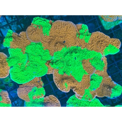 ACI Nuclear Fusion Grafted Montipora