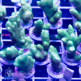 ACI Green Digi Montipora (Frag To Order) 2"+ 5-lot ea