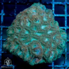 ACI Devin the Dipsastraea - Colony