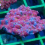 Favities sp. - War Coral Molted