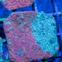 Favities sp. - War Coral Molted